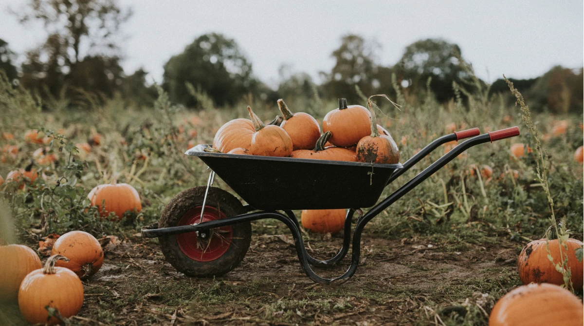 taczki ogrodowe niezbędne do jesiennych porządków na działce