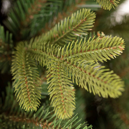 Choinka sztuczna 180 cm Premium Royal Trees świerk syberyjski z drewnianym stojakiem