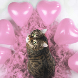 Balony serca na walantynki, urodziny 50 szt. różowe serduszka