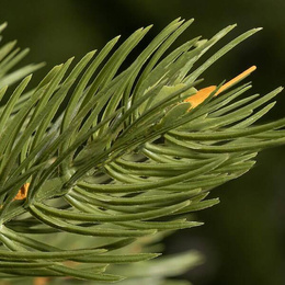 Choinka sztuczna premium 250 cm sosna naturalna