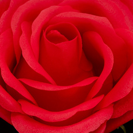 Wieczna róża z naszyjnikiem w pudełku prezentowym szkatułka na dzień kobiet walentynki