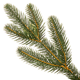 Choinka sztuczna 210 cm sosna zielona PE Royal Trees premium drzewko świąteczne jak żywe