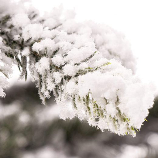 Choinka sztuczna premium 250 cm świerk ośnieżony drzewko bożonarodzeniowe PE