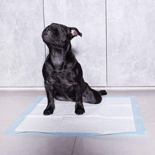 Mata higieniczna dla psa 40x60 cm podkład chłonny 10 szt. do nauki higieny