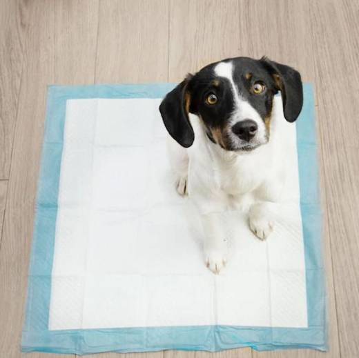 Mata higieniczna dla psa 60x90 cm podkład chłonny 50 szt. do nauki higieny