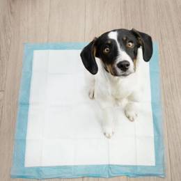 Mata higieniczna dla psa 60x60 cm podkład chłonny 100 szt. do nauki higieny